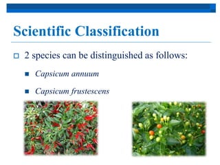 Scientific Classification 
 2 species can be distinguished as follows: 
 Capsicum annuum 
 Capsicum frustescens 
 