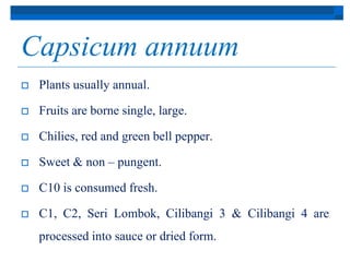 Capsicum annuum 
 Plants usually annual. 
 Fruits are borne single, large. 
 Chilies, red and green bell pepper. 
 Sweet & non – pungent. 
 C10 is consumed fresh. 
 C1, C2, Seri Lombok, Cilibangi 3 & Cilibangi 4 are 
processed into sauce or dried form. 
 