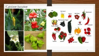 Chili, peppers taxonomy origin evolution male sterility,chilli species classification, flower biology, 