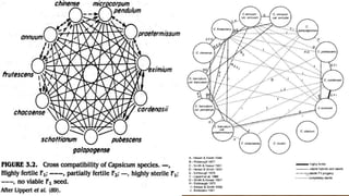 Chili, peppers taxonomy origin evolution male sterility,chilli species classification, flower biology, 