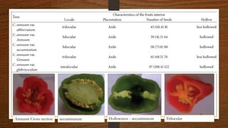 Chili, peppers taxonomy origin evolution male sterility,chilli species classification, flower biology, 