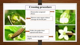 Chili, peppers taxonomy origin evolution male sterility,chilli species classification, flower biology, 