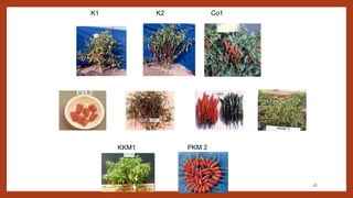 Chili, peppers taxonomy origin evolution male sterility,chilli species classification, flower biology, 