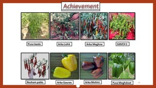 Chili, peppers taxonomy origin evolution male sterility,chilli species classification, flower biology, 