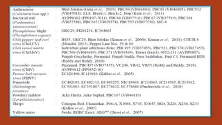 Chili, peppers taxonomy origin evolution male sterility,chilli species classification, flower biology, 