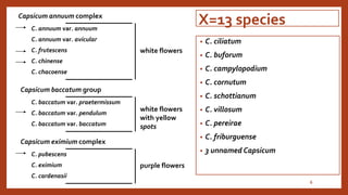 Chili, peppers taxonomy origin evolution male sterility,chilli species classification, flower biology, 