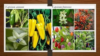 Chili, peppers taxonomy origin evolution male sterility,chilli species classification, flower biology, 