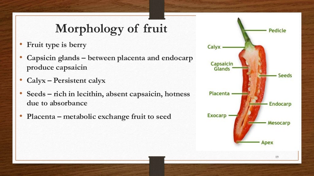 Chili, peppers taxonomy origin evolution male sterility,chilli specie…