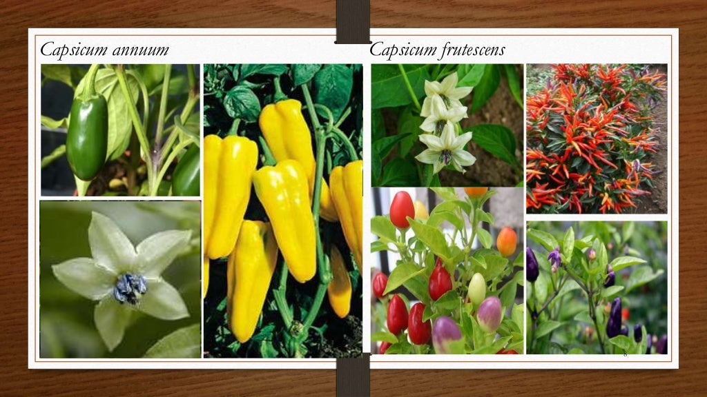 Chili, peppers taxonomy origin evolution male sterility,chilli specie…
