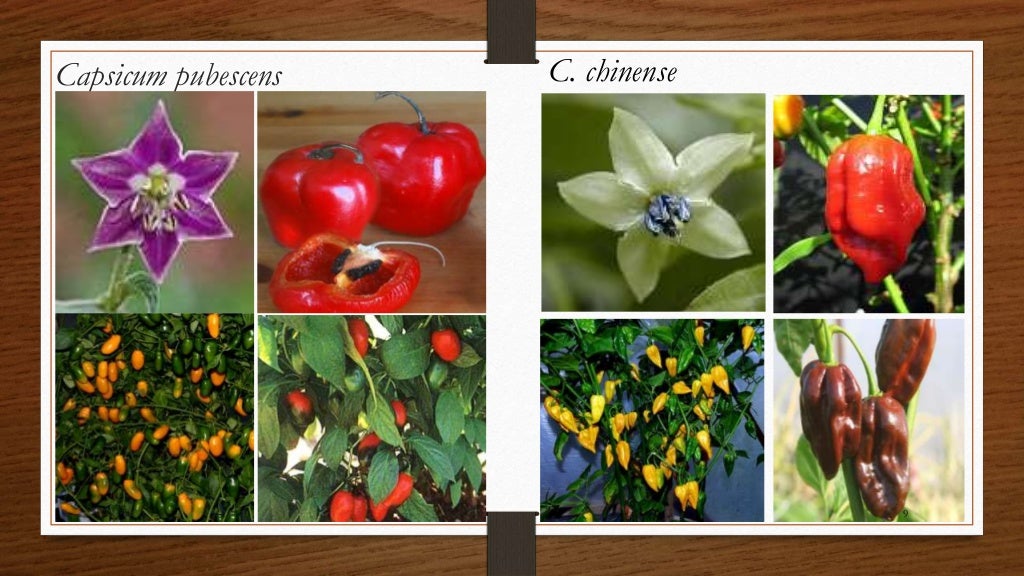 Chili, peppers taxonomy origin evolution male sterility,chilli specie…