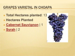 GRAPES VARIETAL IN CHOAPATotal Hectares planted: 134Hectares PlantedCabernet Sauvignon | 1Syrah | 2