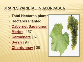 Grapes varietal in ACONCAGUATotal Hectares planted: 1098Hectares PlantedCabernet Sauvignon | 475Merlot | 157Carménère | 67Syrah | 94Chardonnay | 39