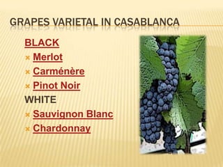 GRAPES VARIETAL IN CASABLANCABLACKMerlotCarménèrePinot NoirWHITESauvignon BlancChardonnay