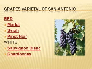 GRAPES VARIETAL OF SAN-ANTONIOREDMerlotSyrahPinot NoirWHITESauvignon BlancChardonnay
