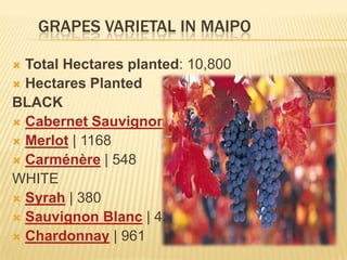 GRAPES VARIETAL IN MAIPOTotal Hectares planted: 10,800Hectares PlantedBLACKCabernet Sauvignon | 6411Merlot | 1168Carménère | 548WHITESyrah | 380Sauvignon Blanc | 427Chardonnay | 961