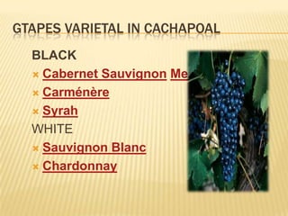 GTAPES VARIETAL IN CACHAPOALBLACK Cabernet SauvignonMerlotCarménèreSyrahWHITESauvignon BlancChardonnay