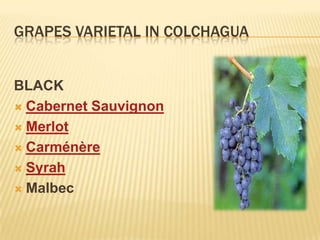 GRAPES VARIETAL IN COLCHAGUABLACKCabernet SauvignonMerlotCarménèreSyrahMalbec