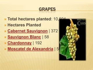 GRAPESTotal hectares planted: 10,504Hectares PlantedCabernet Sauvignon | 372Sauvignon Blanc | 58Chardonnay | 192Moscatel de Alexandria | 5041