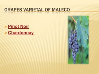 GRAPES VARIETAL OF MALECOPinot NoirChardonnay