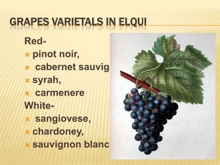 GRAPES VARIETALS IN ELQUIRed-pinot noir, cabernet sauvignon, syrah,carmenereWhite-sangiovese, chardoney, sauvignon blanc