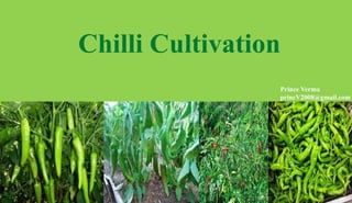 Chilli Cultivation
Prince Verma
princV2008@gmail.com

 