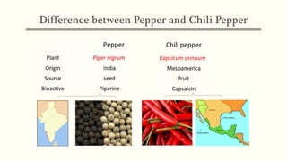 https://image.slidesharecdn.com/chilipepperslidesharefinal-190703010216/85/spice-as-medicine-chili-pepper-capsicum-annuum-4-320.jpg?cb=1667953950