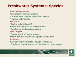 Freshwater Systems: Species
Dwarf Wedge Mussel
•Decrease in-stream disturbance
•Increase aquatic connectivity - dam removal
•Improve water quality
Bog Turtle
•Control sediment runoff
•Acquisition of habitat for key populations
•Develop captive breeding program
Lake Sturgeon
•Reduce length of harvest season
•Minimize water withdrawal impacts - entrainment
Hellbender
•Unblock migration routes – aquatic connectivity
•Population re-establishment in climate-appropriate habitats
 
