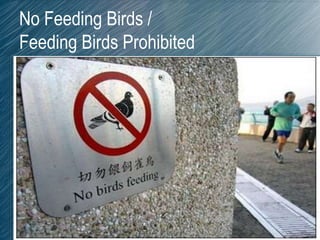 No Feeding Birds /
Feeding Birds Prohibited
 