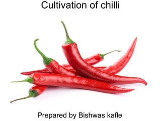 Cultivation of chilli
Prepared by Bishwas kafle
 