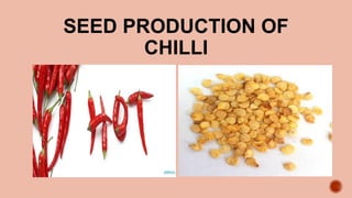 Chilli Production Guide.pdf Comprehensive Guide to Chilli Seed Production: Techniques and Best ...