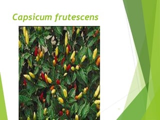 Capsicum frutescens
11
 