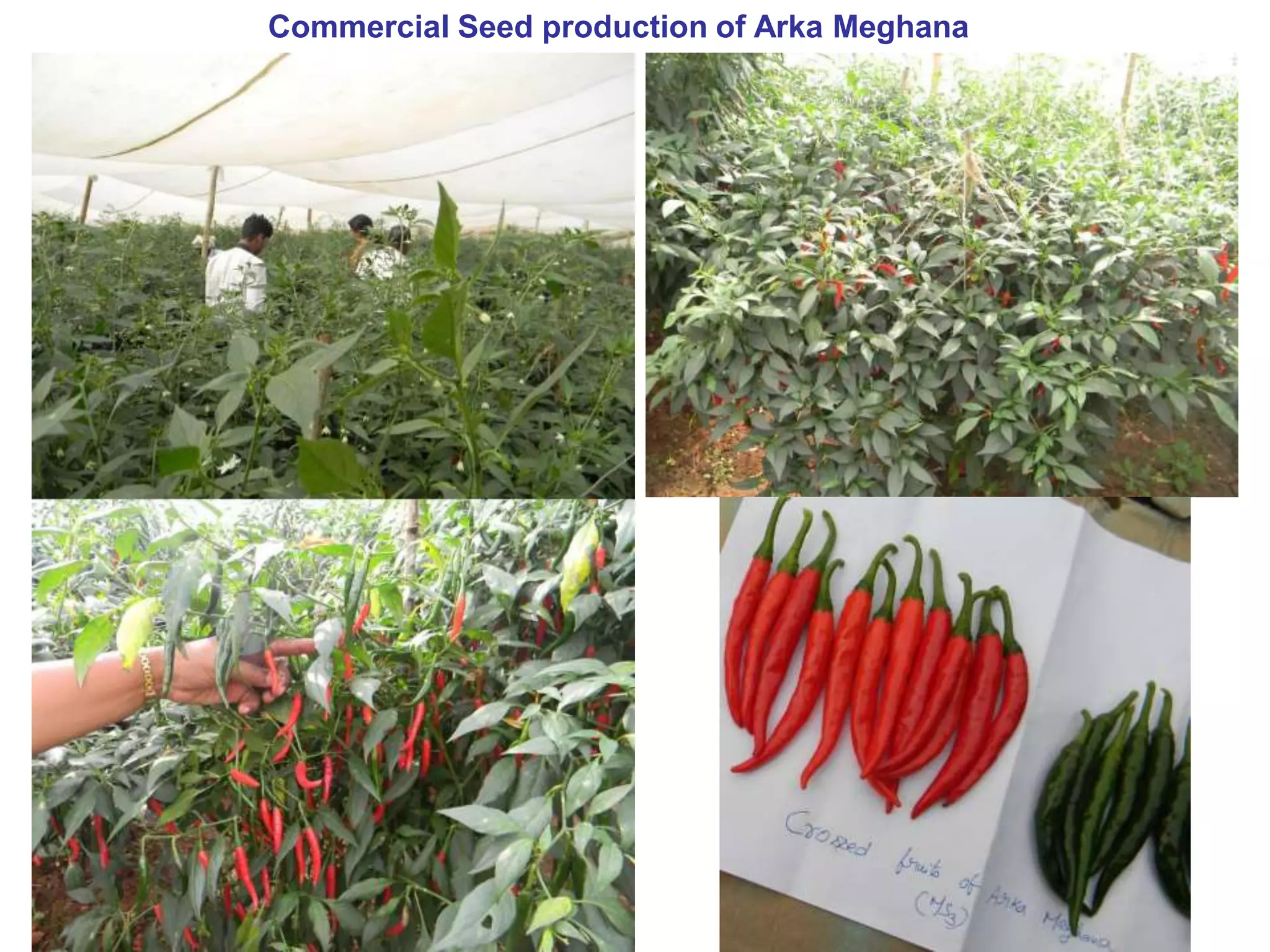 Chilli Production Guide.pdf chilli-seedproduction.pptx