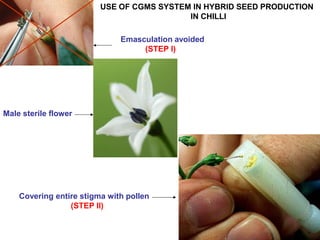 Male sterile flower
Covering entire stigma with pollen
(STEP II)
USE OF CGMS SYSTEM IN HYBRID SEED PRODUCTION
IN CHILLI
Emasculation avoided
(STEP I)
 