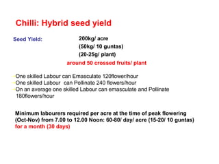 Seed Yield: 200kg/ acre
(50kg/ 10 guntas)
(20-25g/ plant)
around 50 crossed fruits/ plant
Chilli: Hybrid seed yield
One skilled Labour can Emasculate 120flower/hour
One skilled Labour can Pollinate 240 flowers/hour
On an average one skilled Labour can emasculate and Pollinate
180flowers/hour
Minimum labourers required per acre at the time of peak flowering
(Oct-Nov) from 7.00 to 12.00 Noon: 60-80/ day/ acre (15-20/ 10 guntas)
for a month (30 days)
 