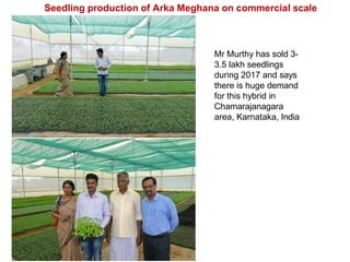 Seedling production of Arka Meghana on commercial scale
Mr Murthy has sold 3-
3.5 lakh seedlings
during 2017 and says
there is huge demand
for this hybrid in
Chamarajanagara
area, Karnataka, India
 