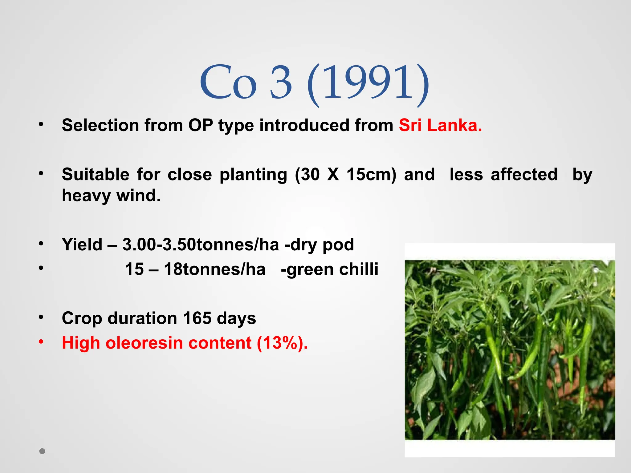 Co 3 (1991)
• Selection from OP type introduced from Sri Lanka.
• Suitable for close planting (30 X 15cm) and less affected by
heavy wind.
• Yield – 3.00-3.50tonnes/ha -dry pod
• 15 – 18tonnes/ha -green chilli
• Crop duration 165 days
• High oleoresin content (13%).
 