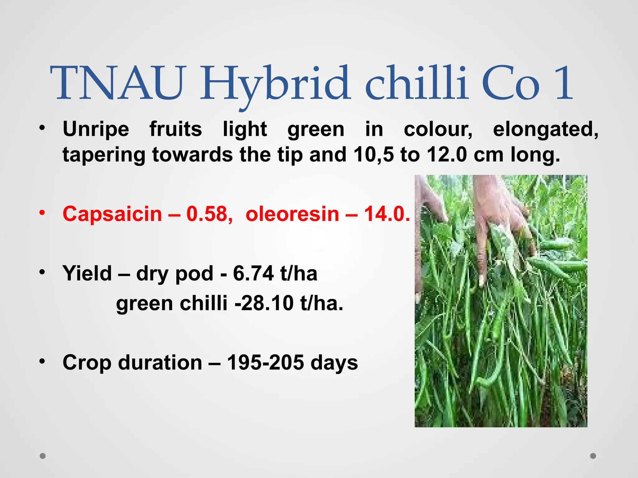 TNAU Hybrid chilli Co 1
• Unripe fruits light green in colour, elongated,
tapering towards the tip and 10,5 to 12.0 cm long.
• Capsaicin – 0.58, oleoresin – 14.0.
• Yield – dry pod - 6.74 t/ha
green chilli -28.10 t/ha.
• Crop duration – 195-205 days
 