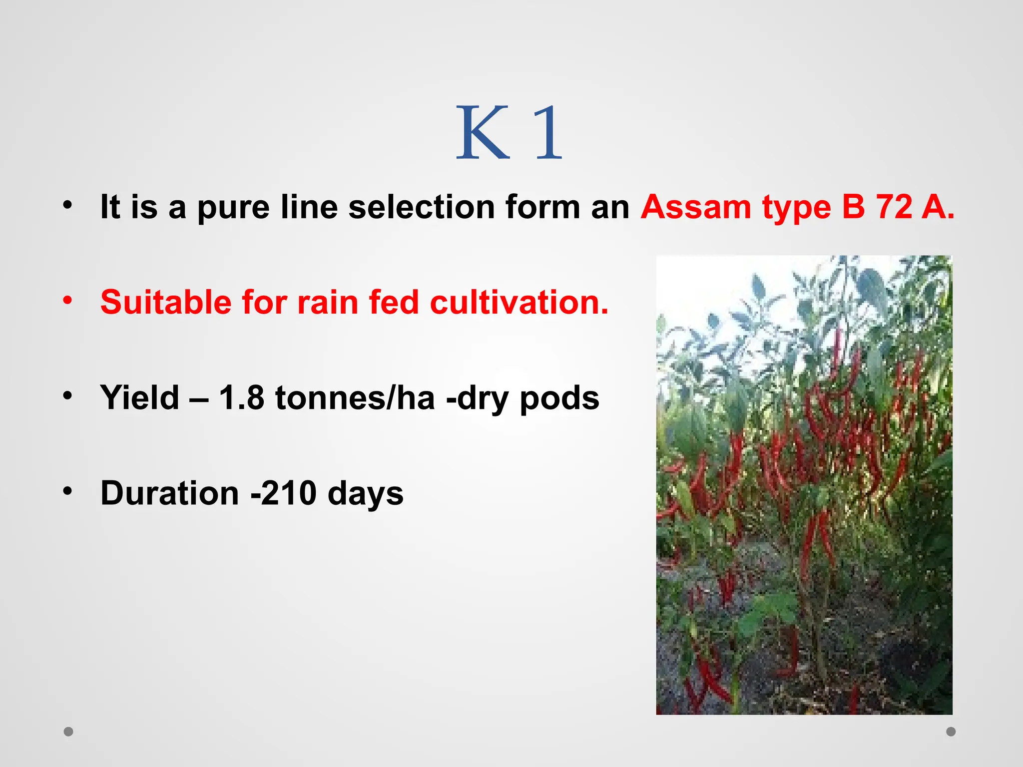 K 1
• It is a pure line selection form an Assam type B 72 A.
• Suitable for rain fed cultivation.
• Yield – 1.8 tonnes/ha -dry pods
• Duration -210 days
 