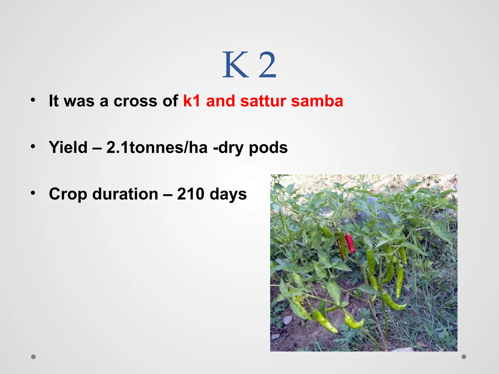 K 2
• It was a cross of k1 and sattur samba
• Yield – 2.1tonnes/ha -dry pods
• Crop duration – 210 days
 