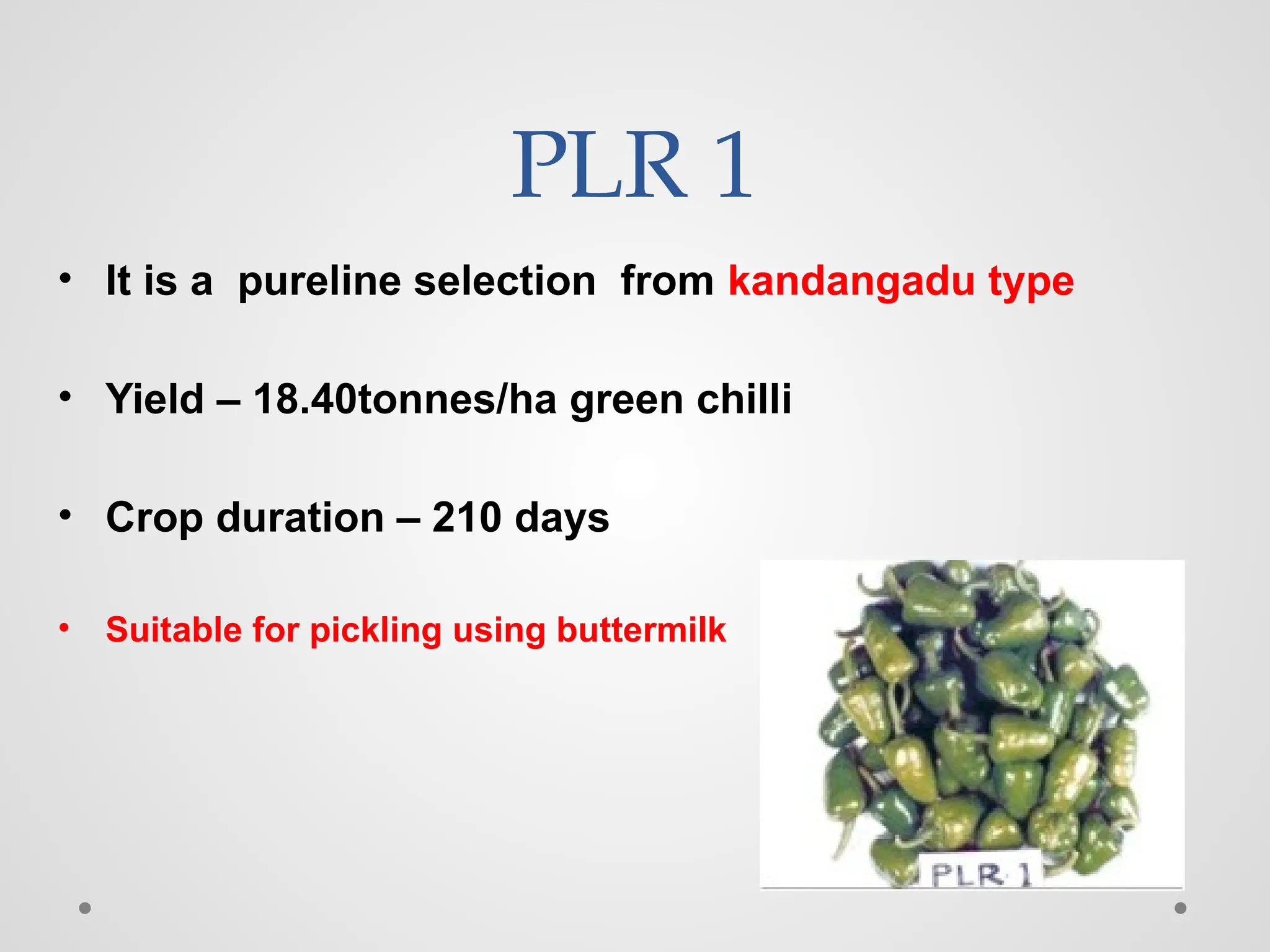 PLR 1
• It is a pureline selection from kandangadu type
• Yield – 18.40tonnes/ha green chilli
• Crop duration – 210 days
• Suitable for pickling using buttermilk
 