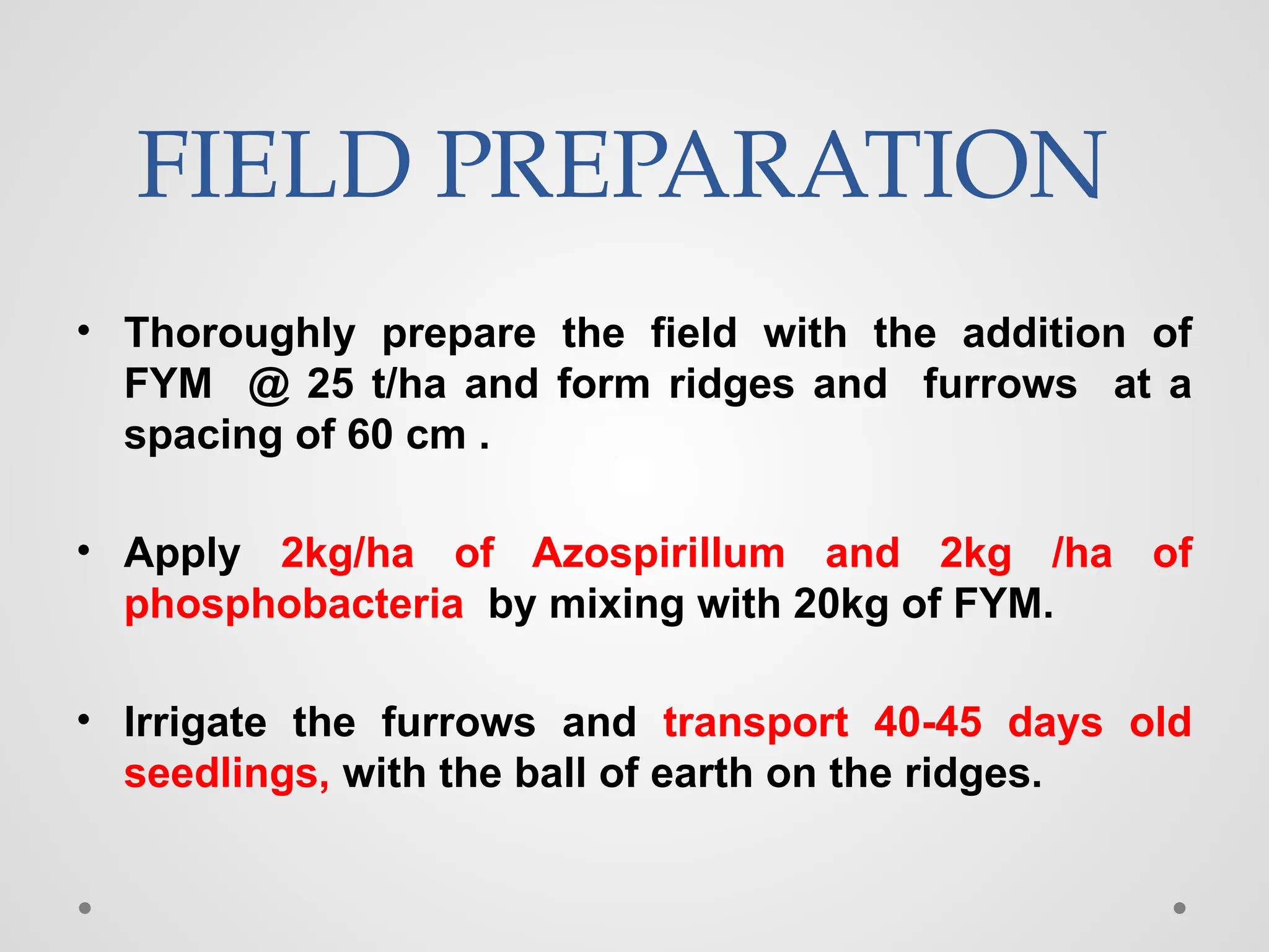 FIELD PREPARATION
• Thoroughly prepare the field with the addition of
FYM @ 25 t/ha and form ridges and furrows at a
spacing of 60 cm .
• Apply 2kg/ha of Azospirillum and 2kg /ha of
phosphobacteria by mixing with 20kg of FYM.
• Irrigate the furrows and transport 40-45 days old
seedlings, with the ball of earth on the ridges.
 