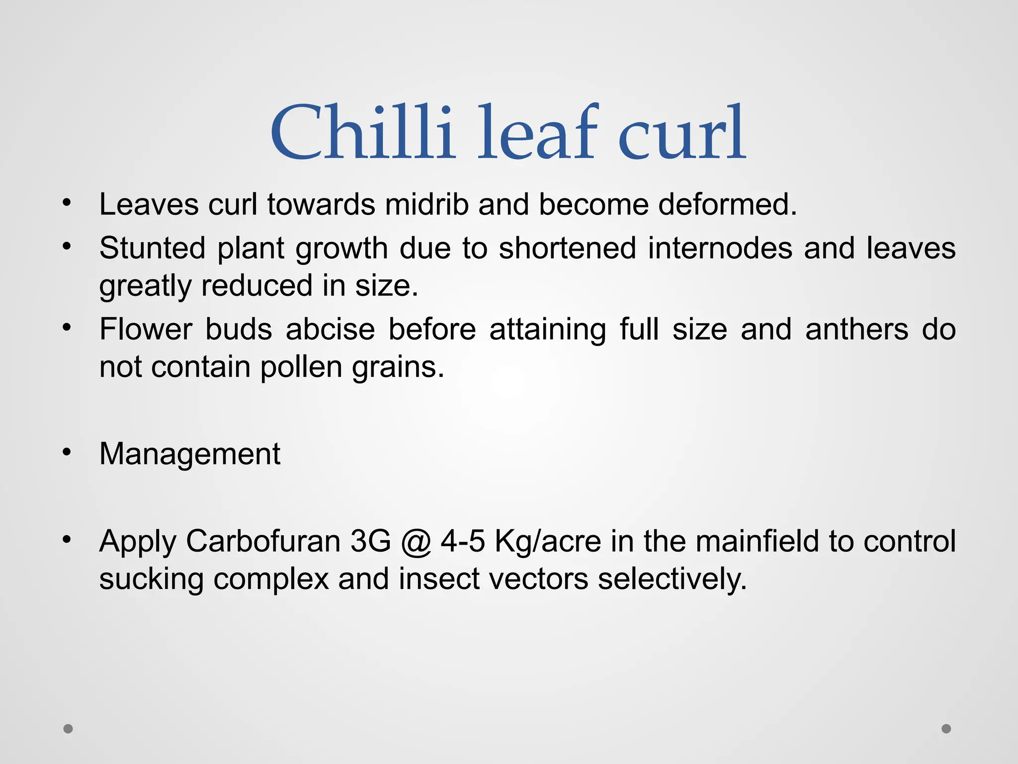 Chilli leaf curl
• Leaves curl towards midrib and become deformed.
• Stunted plant growth due to shortened internodes and leaves
greatly reduced in size.
• Flower buds abcise before attaining full size and anthers do
not contain pollen grains.
• Management
• Apply Carbofuran 3G @ 4-5 Kg/acre in the mainfield to control
sucking complex and insect vectors selectively.
 