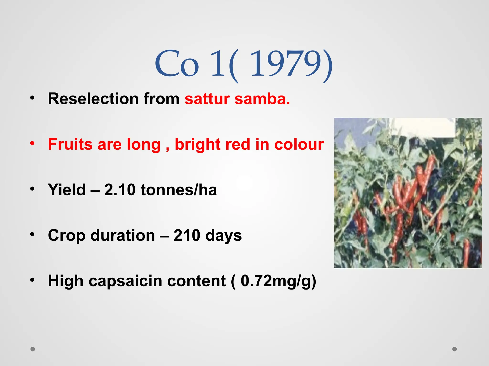 Co 1( 1979)
• Reselection from sattur samba.
• Fruits are long , bright red in colour
• Yield – 2.10 tonnes/ha
• Crop duration – 210 days
• High capsaicin content ( 0.72mg/g)
 