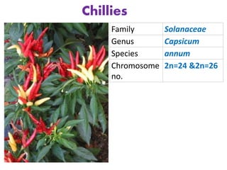 Family Solanaceae
Genus Capsicum
Species annum
Chromosome
no.
2n=24 &2n=26
Chillies
 