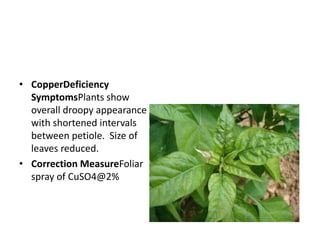 • IronDeficiency
SymptomsSymptoms are first
seen in the youngest
leaves. Initially the smallest
veins remain green, which
...