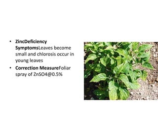 • BoronDeficiency
SymptomsNewly emerging
leaves are malformed. Plants
show shunted
growth. Chlorotic streaks
appear perpen...