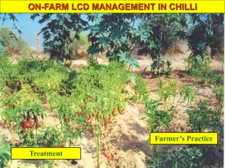 ON-FARM LCD MANAGEMENT IN CHILLI
Treatment
Farmer’s Practice
 