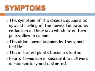  The symptom of the disease appears as
upward curling of the leaves followed by
reduction in their size which later turn
pale yellow in colour.
 The older leaves become leathery and
brittle.
 The affected plants become stunted.
 Fruits formation in susceptible cultivars
is rudimentary and distorted.
 