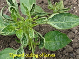 Upward curling of leaves
 