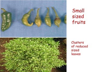 Small
sized
fruits
Clusters
of reduced
sized
leaves
 